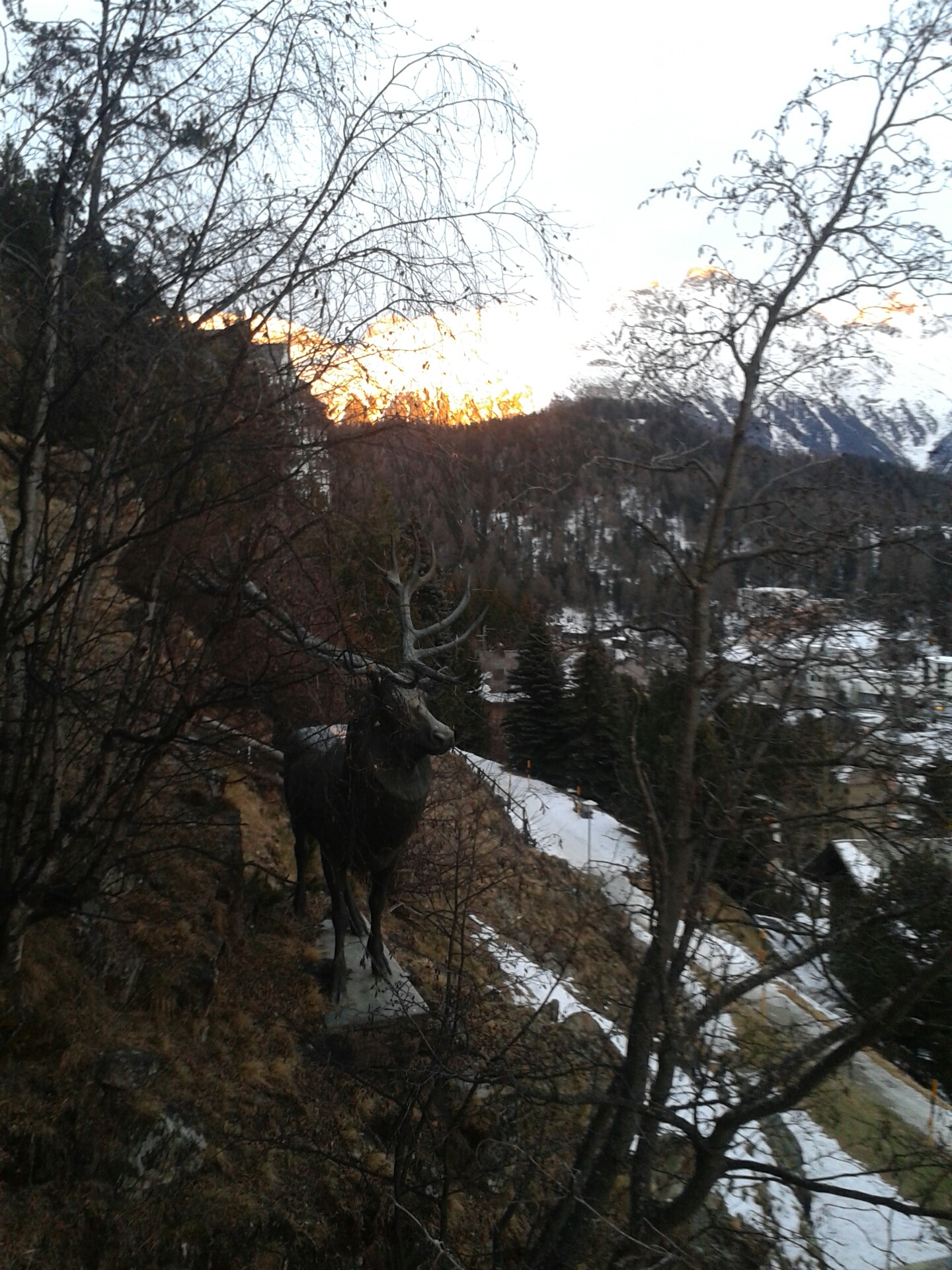 hirsch.jpg