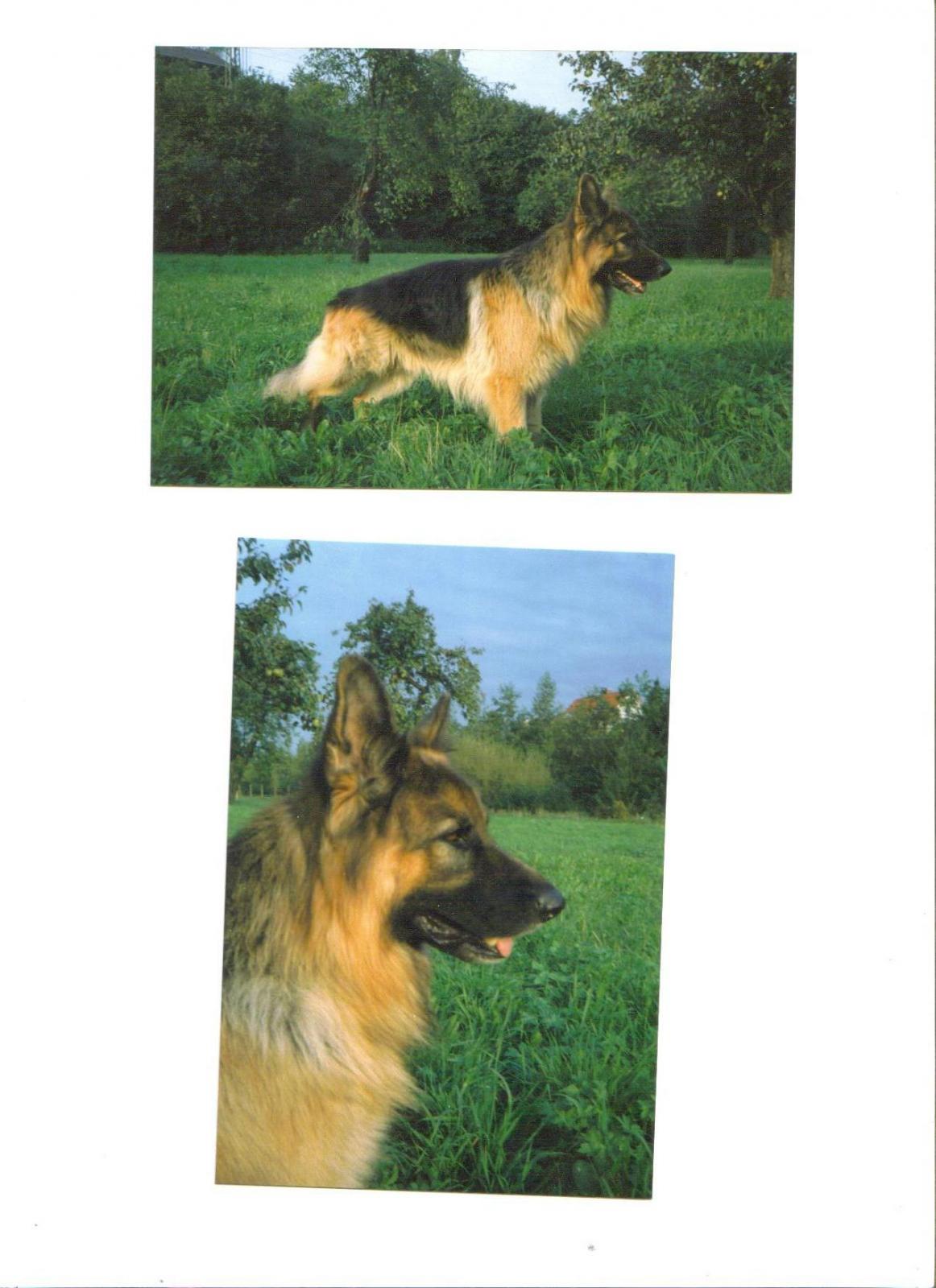 Klicke auf die Grafik für eine größere Ansicht
Name: pascha.jpg
Hits: 164
Größe: 156,5 KB
ID: 118264