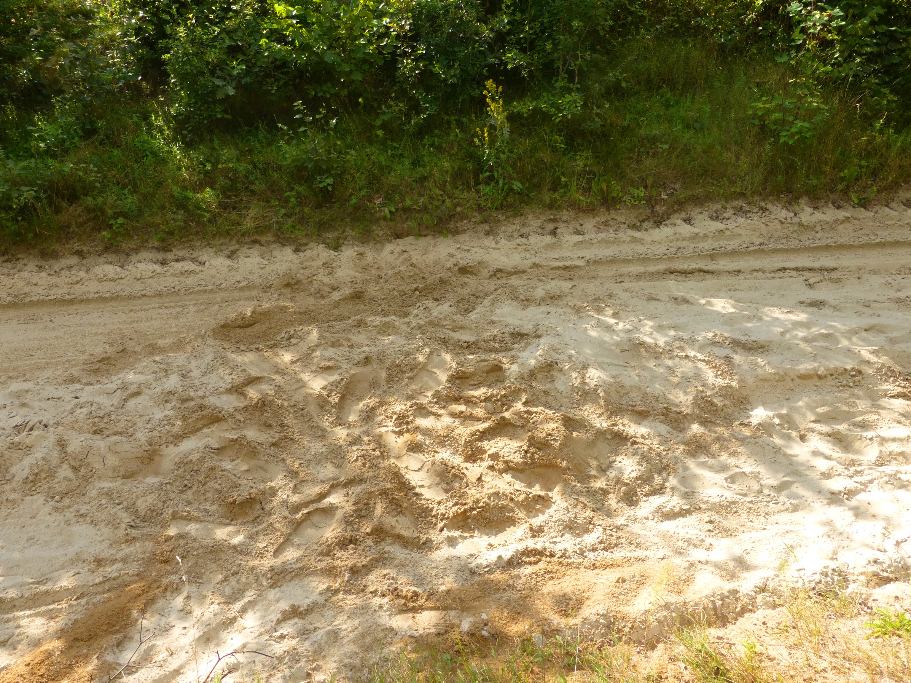 p1000421.jpg