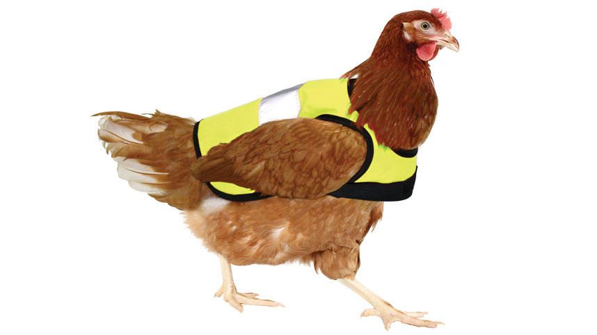 chicken-vest.jpg