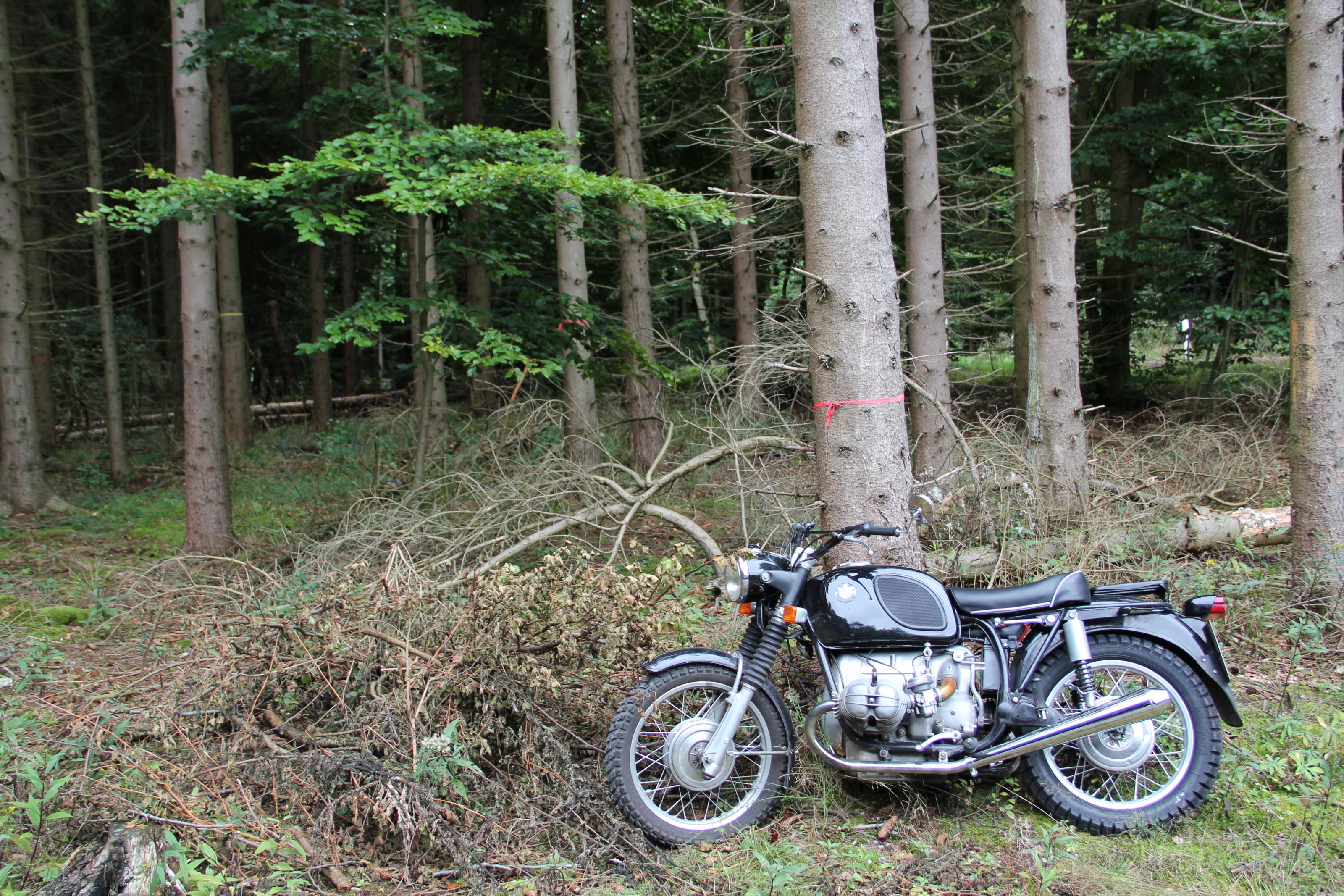 13-09-15_0555_strich-5_wald.jpg