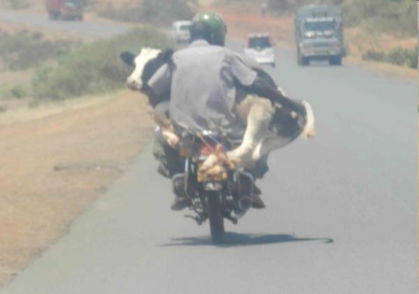 kuhtransport.jpg