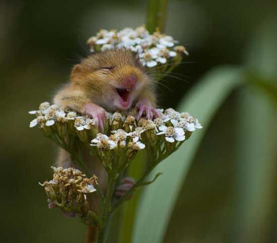 blumen-.jpg
