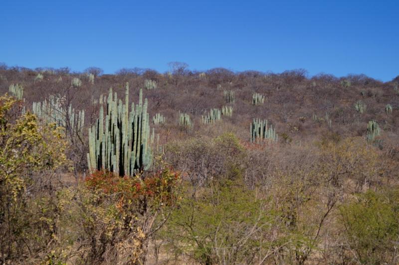 Klicke auf die Grafik für eine größere Ansicht
Name: Chiapas 13 (163).jpg
Hits: 313
Größe: 72,4 KB
ID: 89936