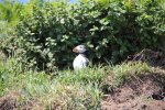 15-06-19_0606_Urlaub_2015_Skomer.jpg