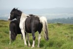 Im Dartmoor Nationalpark 3.jpg