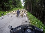 Schafe auf der Fahrbahn.jpg