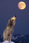 Grauer-Wolf-und-Mond.jpg