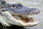 alligator0516.jpg