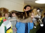 klein-ny-maine-coon3.jpg