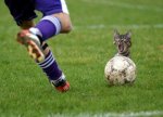 Fussballkatze.jpg