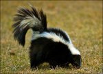 skunk-picture.jpg