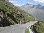 50 - Gavia.jpg