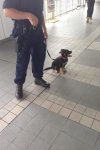 Polizeihund.jpg