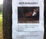 Katze zugelaufen.jpg