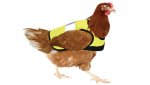 chicken vest.jpg