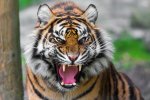 tiger-022_770x0.jpg