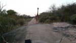q giraffe.jpg