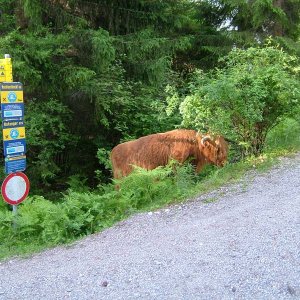 Eine Q auf Abwegen....