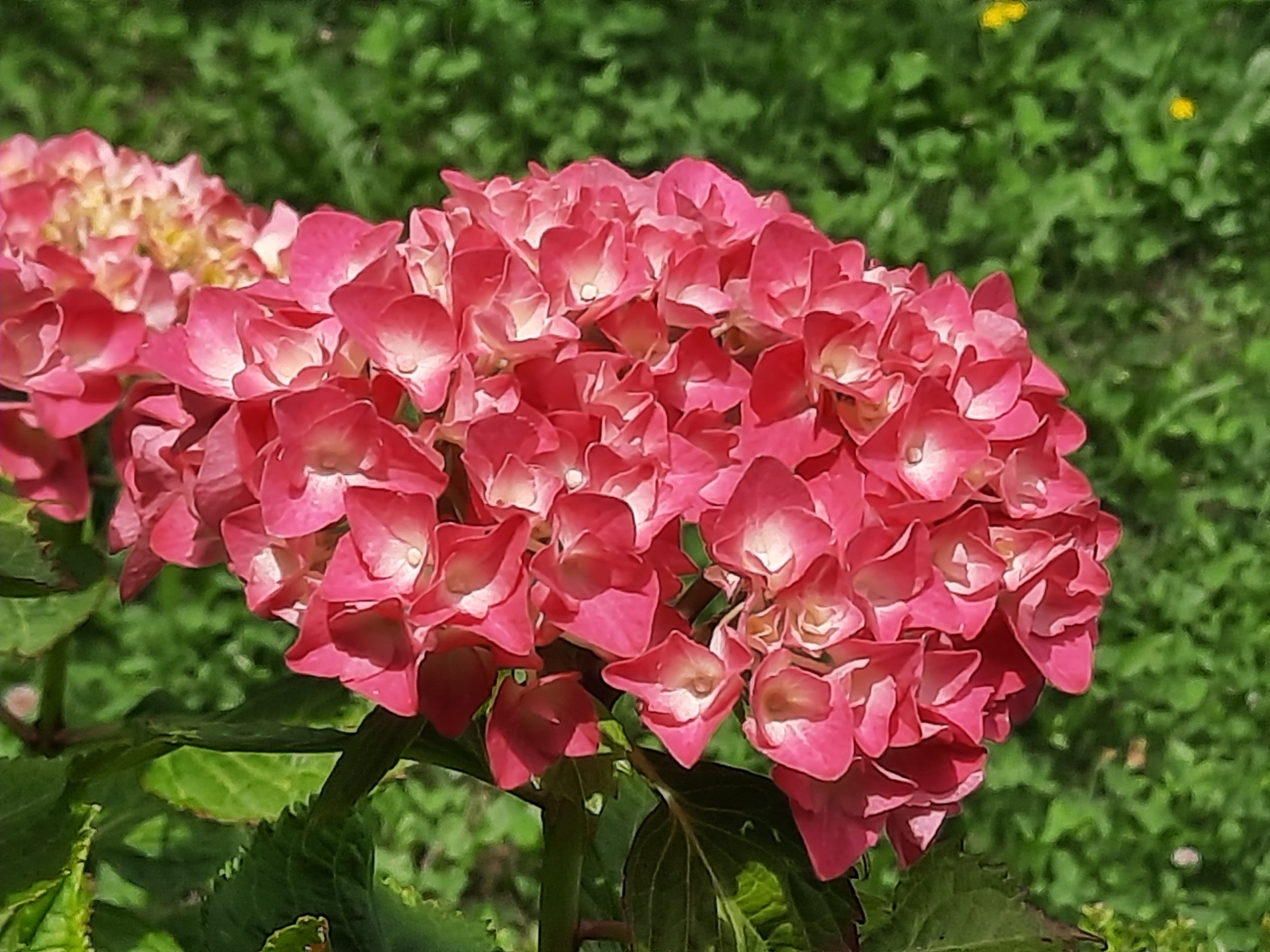 1624794191960529065441766661819.jpg