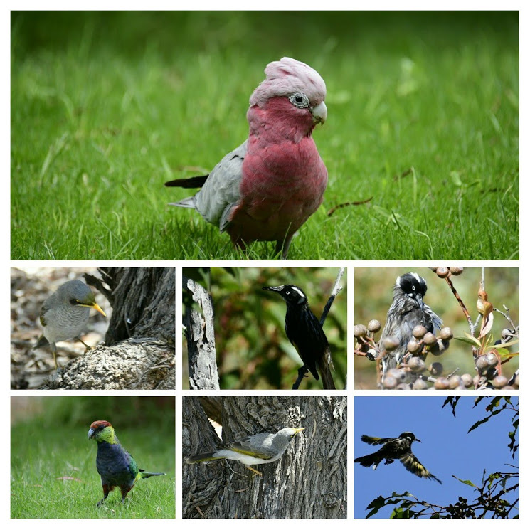 20180216_103637-COLLAGE.jpg