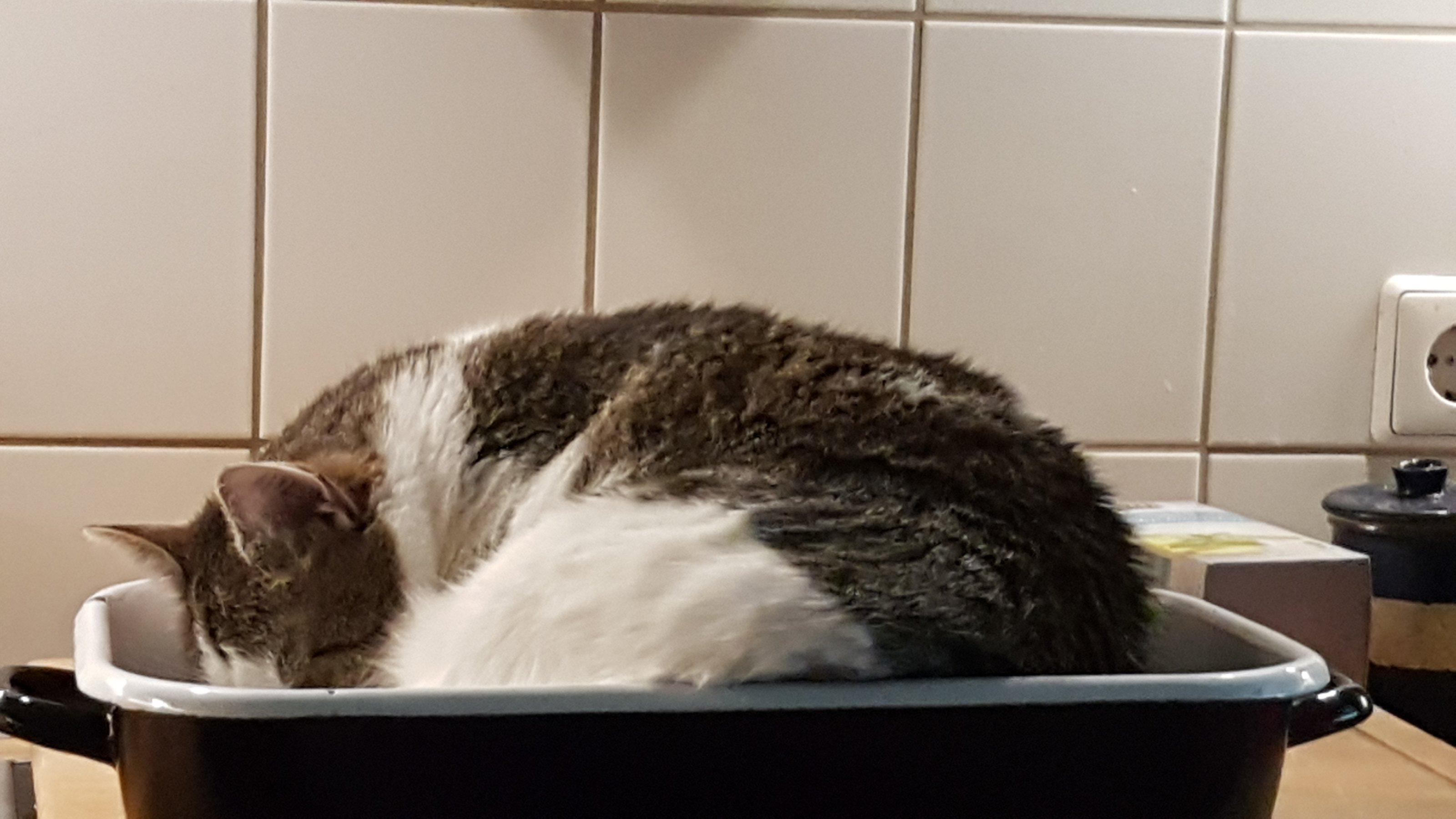 20180727_130630.jpeg