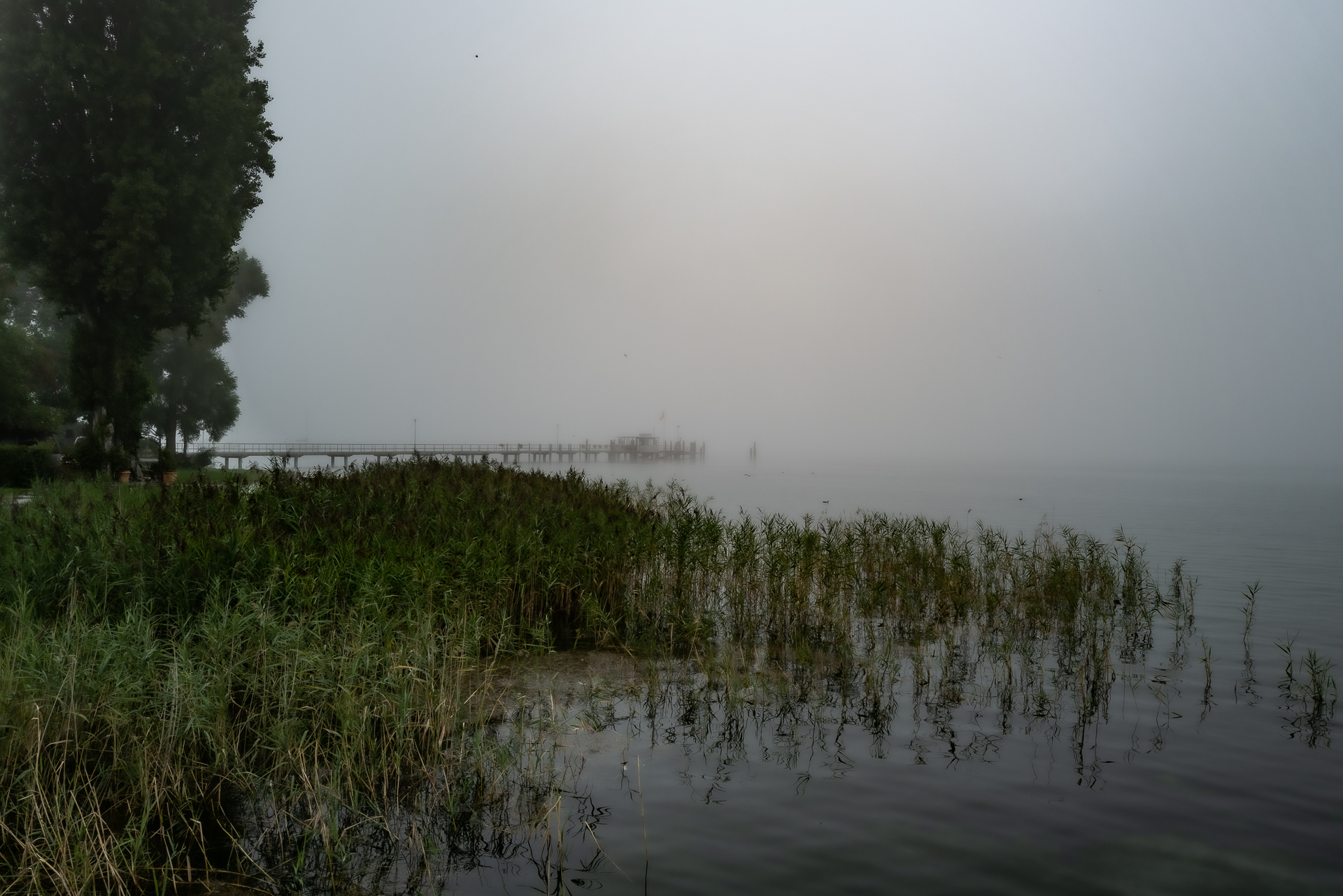 2019 - fog lake of constance - switzerland.jpg