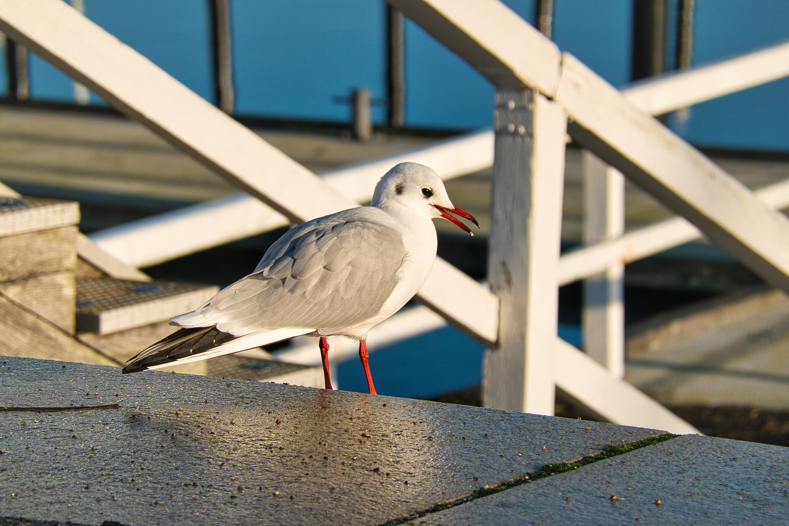 20210101 Spaziergänge 237.jpg