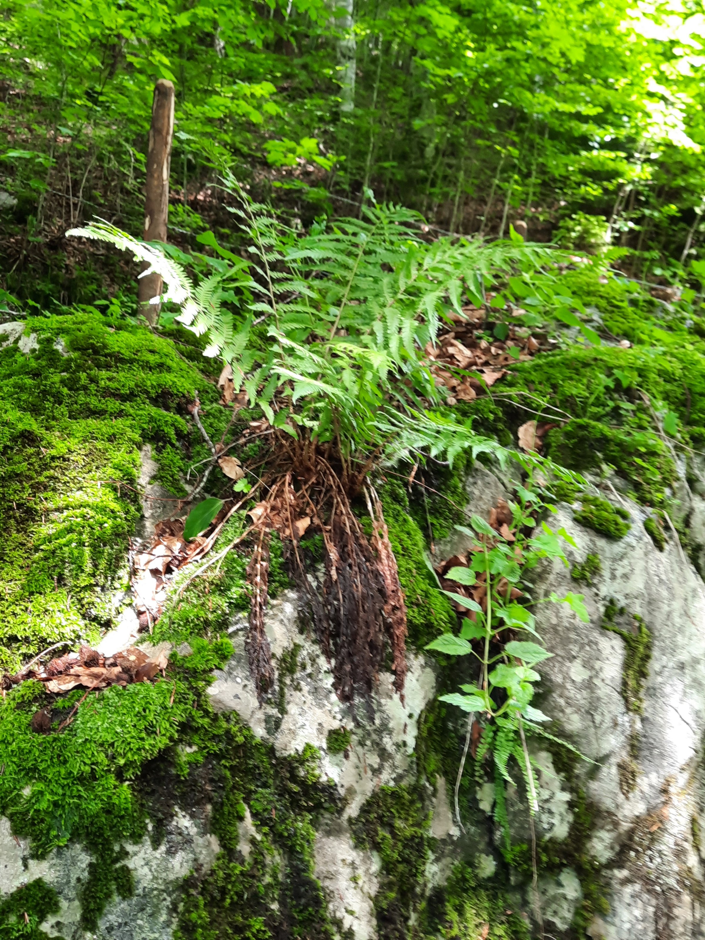 20210628_123054[1].jpg