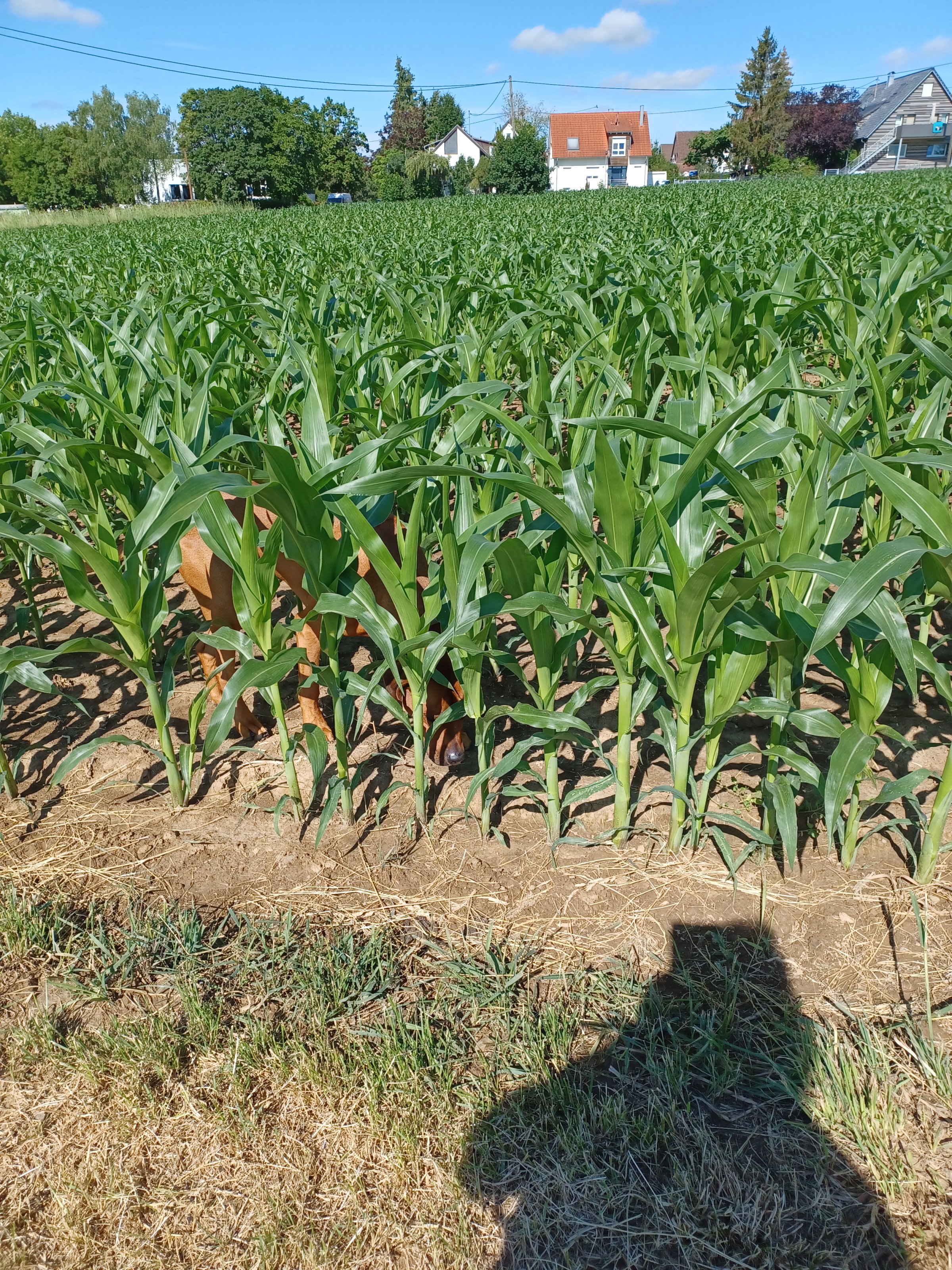 20220626_095202.jpg