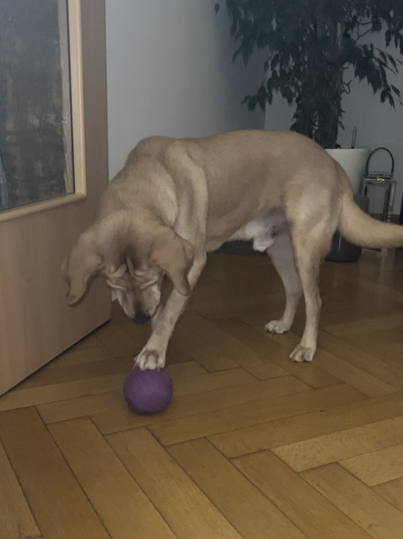 239670F7-5C8A-4850-AC68-B35452F70B72.jpeg