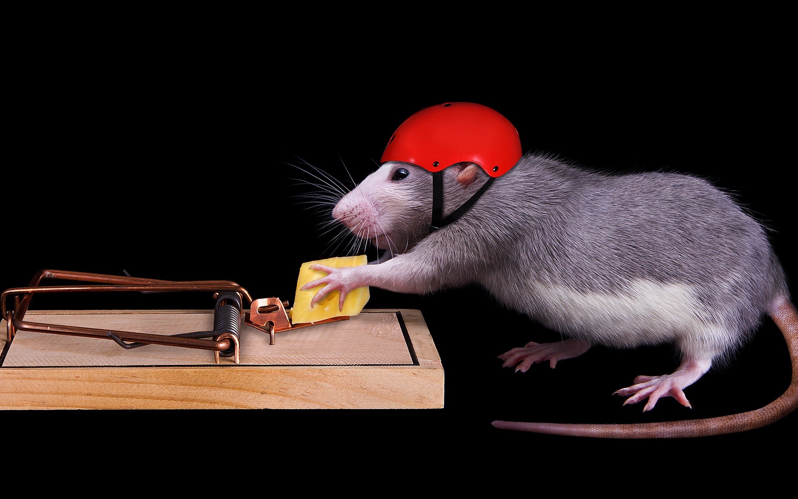 91856-widescreen-maus-hintergrundbilder-2560x1600-hd-for-mobile.jpg