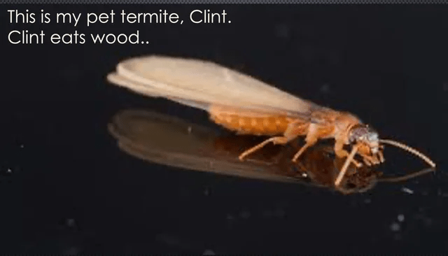 ___41.png