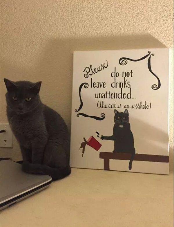 a katze.jpg