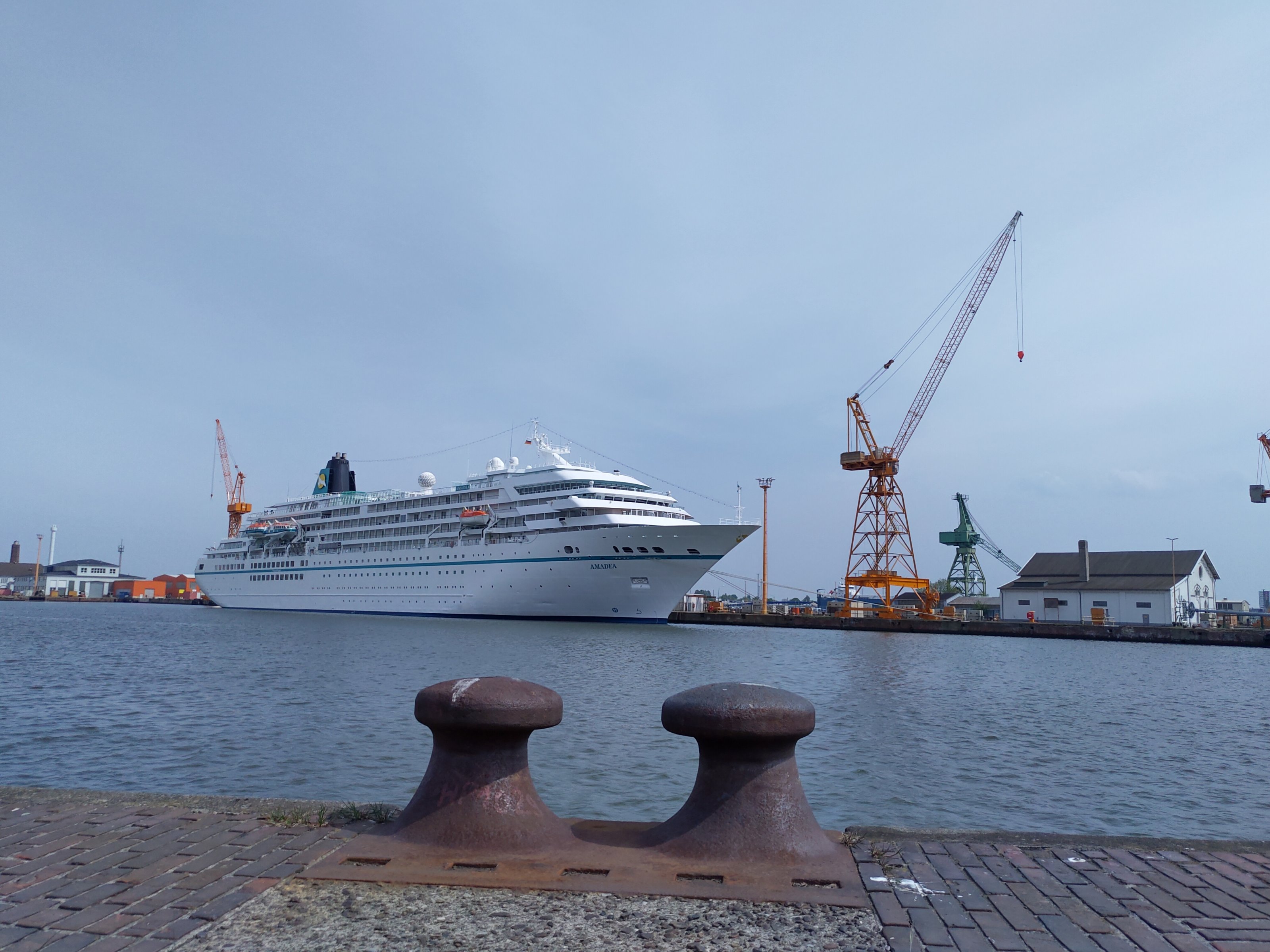 amadea.jpg
