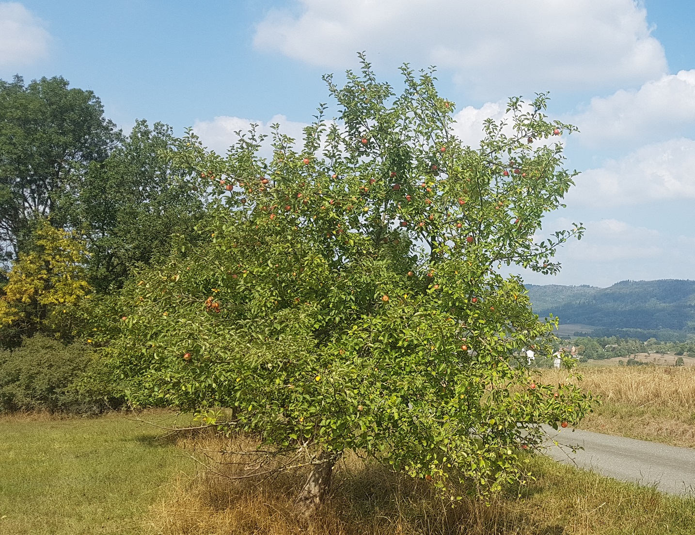 apfel1.jpg