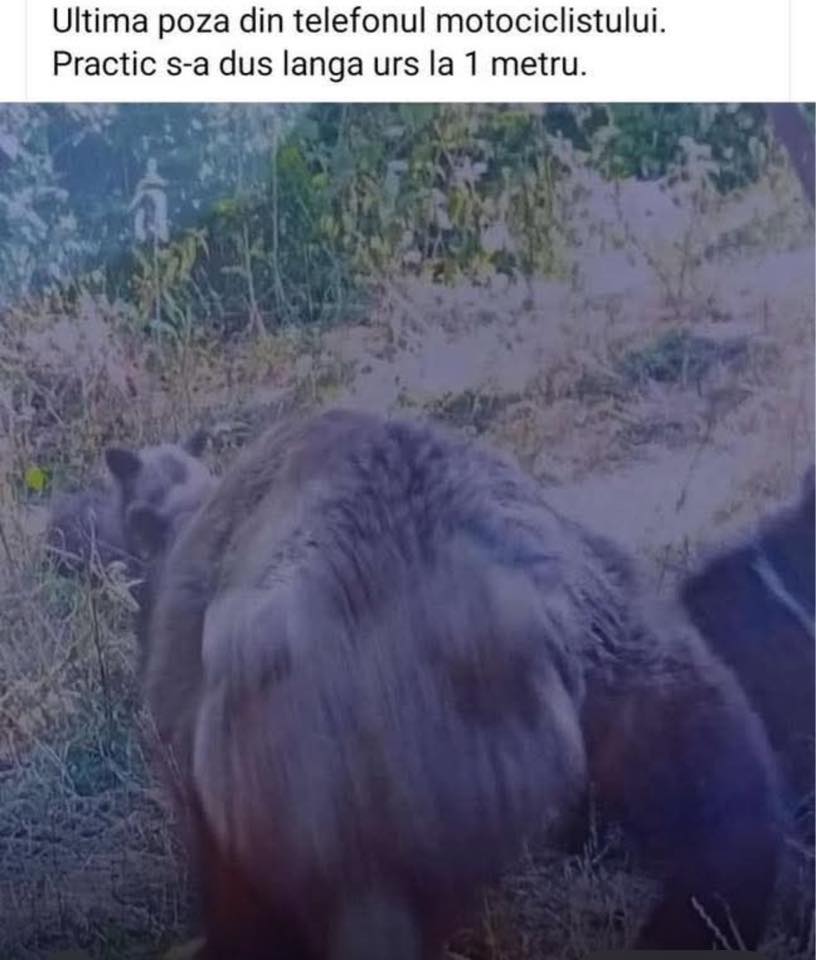 bär.jpg