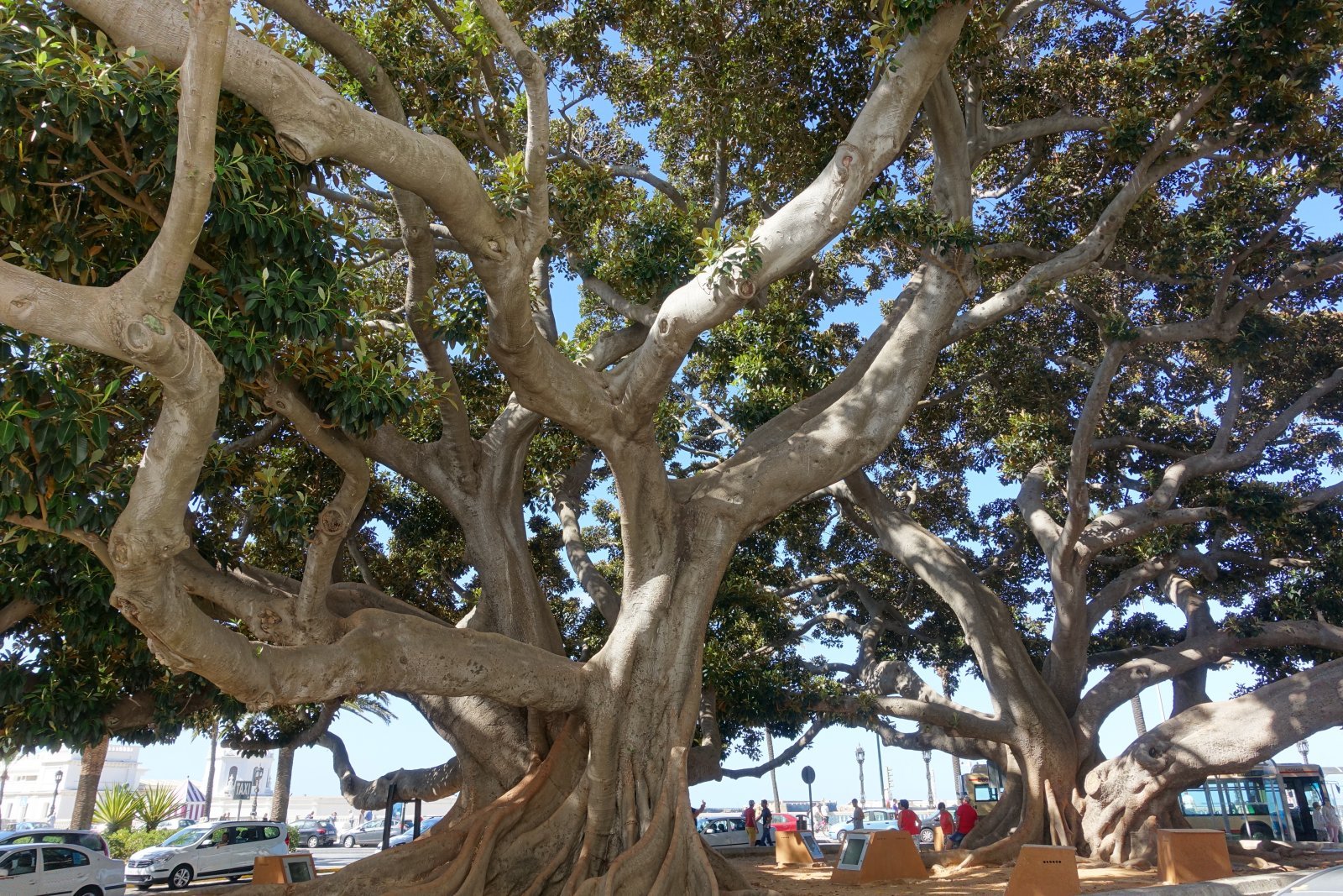 Baum.jpg