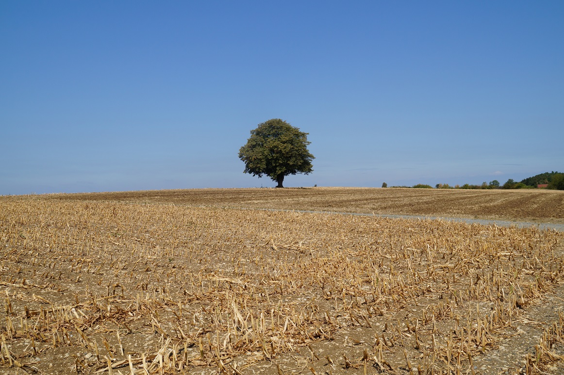 Baum.jpg