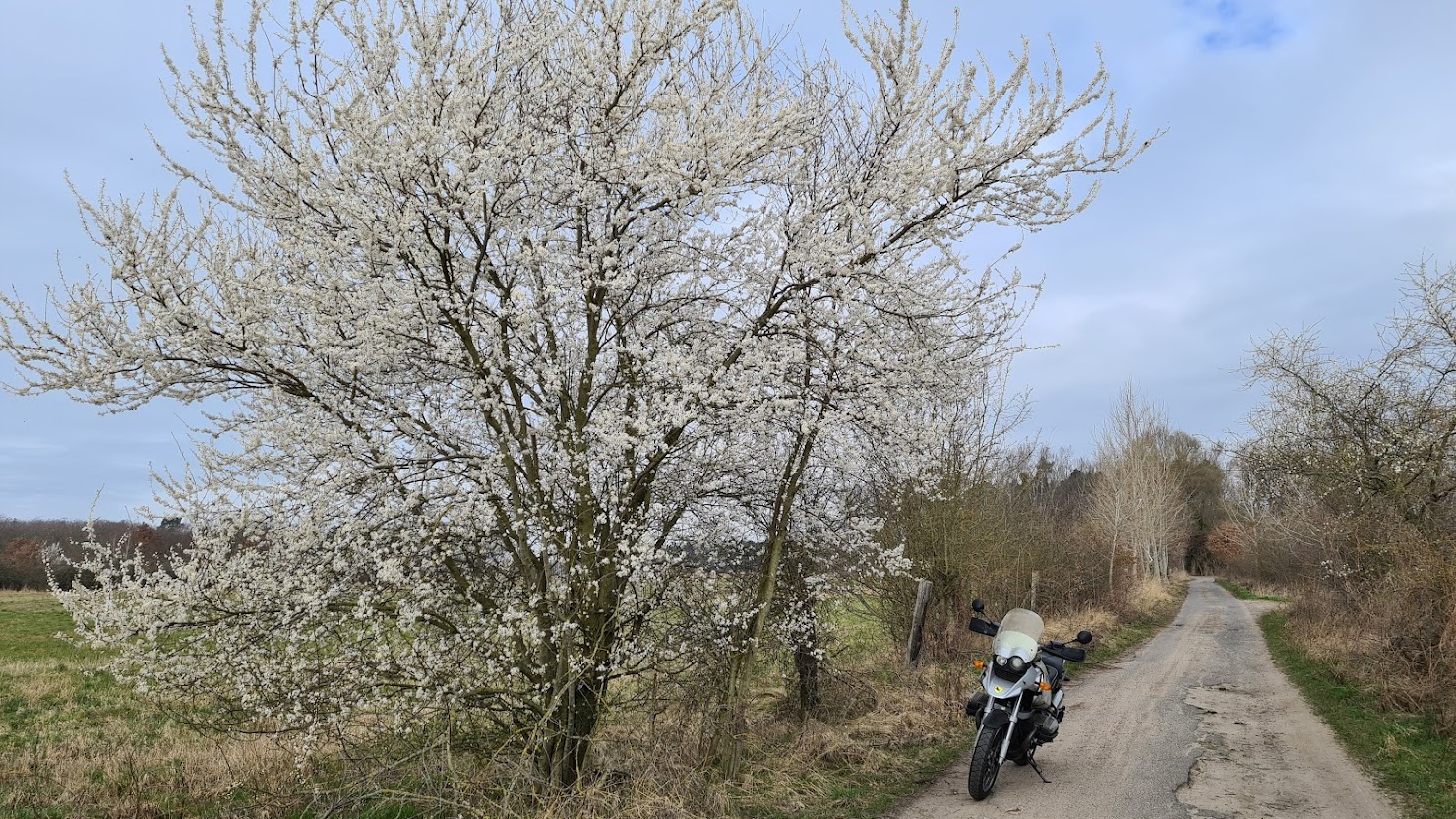 Baum.jpg
