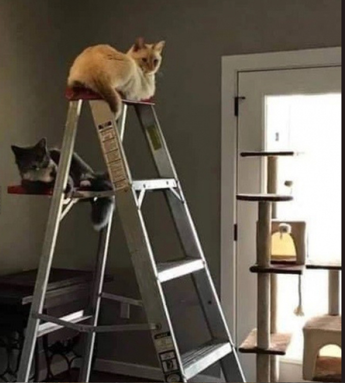 baum katz.jpg