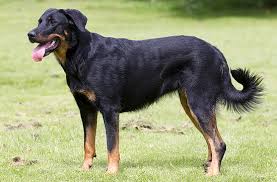 Beauceron.jpg