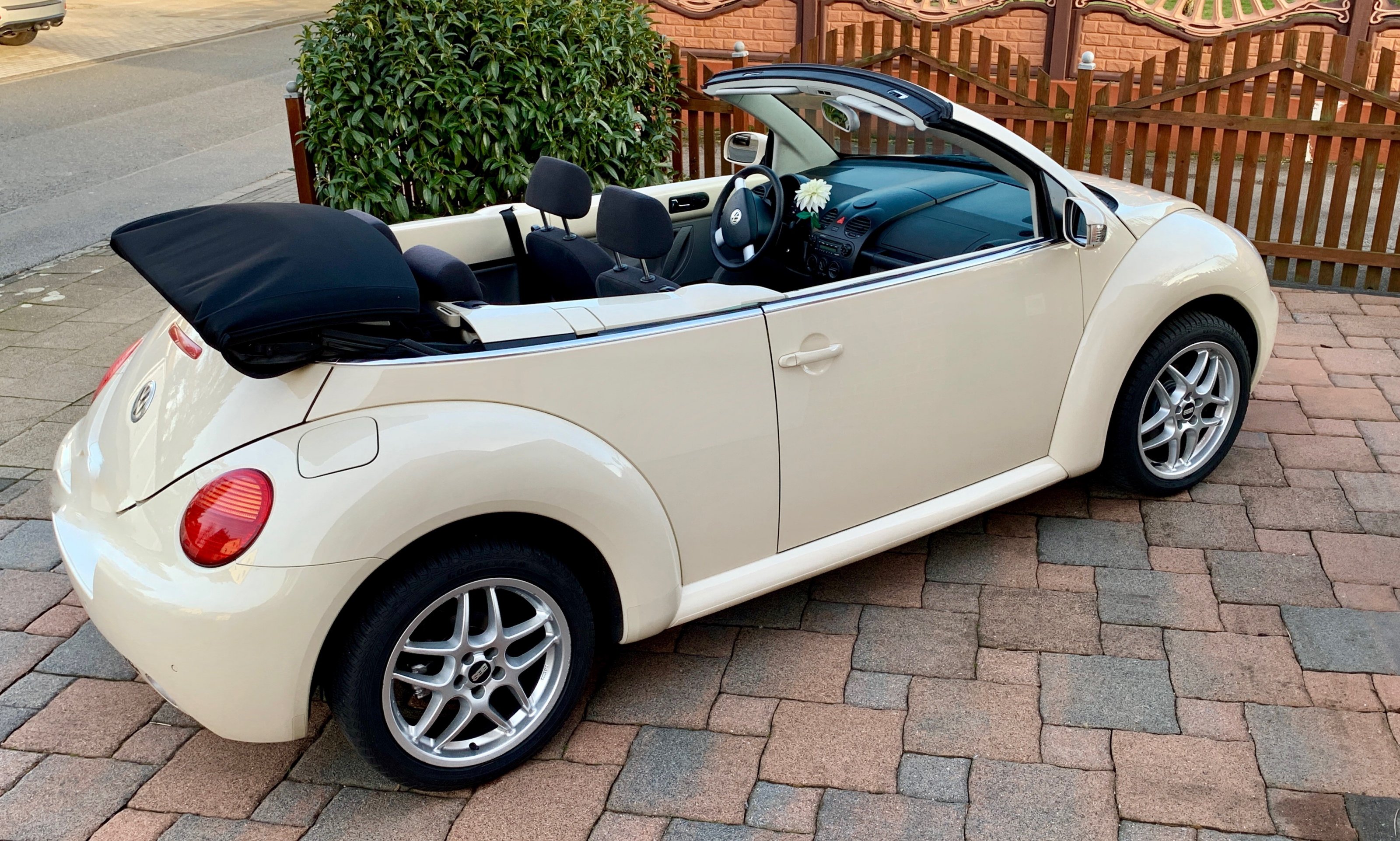 beetle.jpg