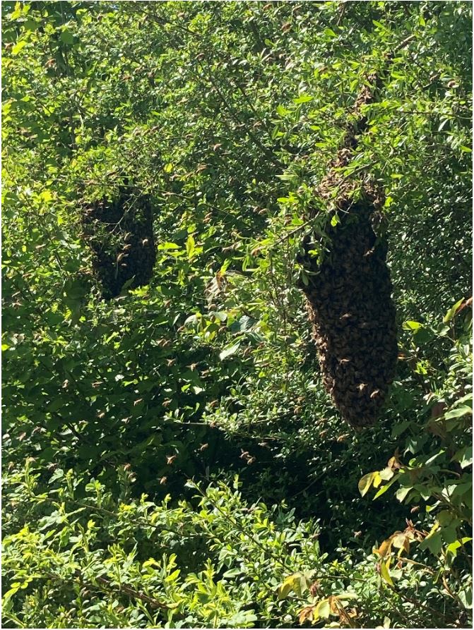 Bienchen.JPG
