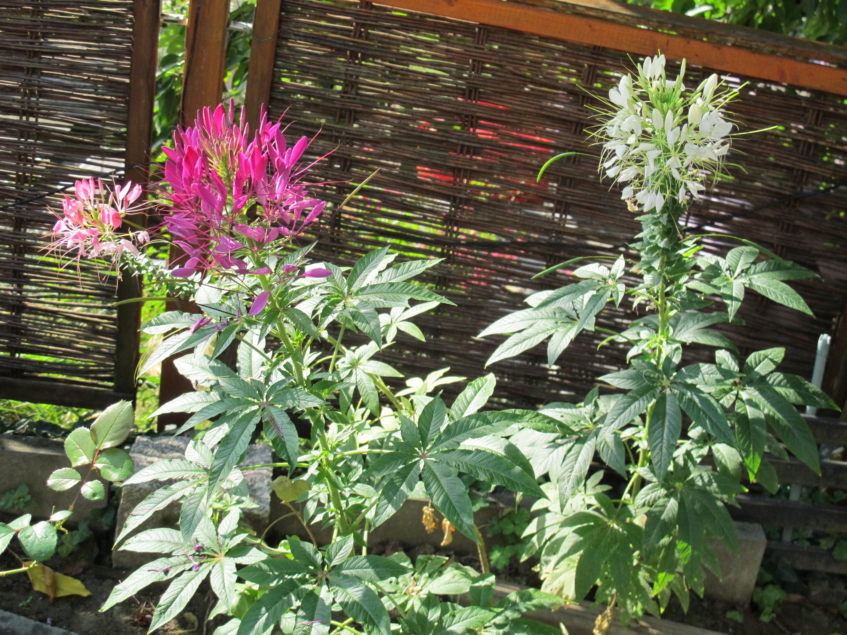 Blumen 013.JPG