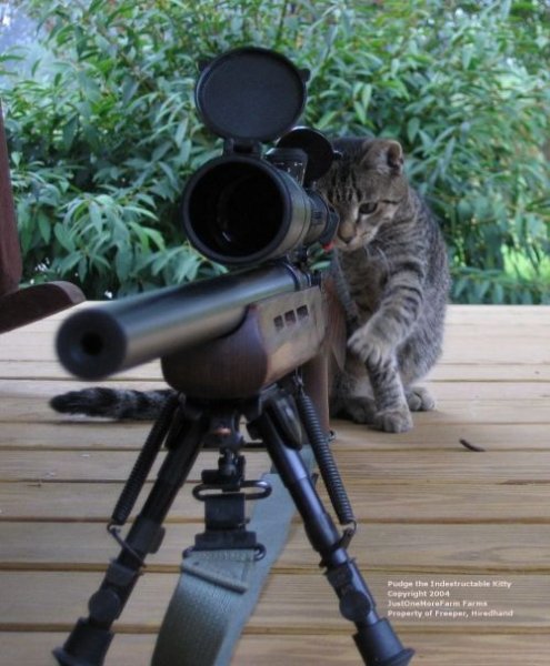 cat-and-gun-katze-an-gewehr.jpeg