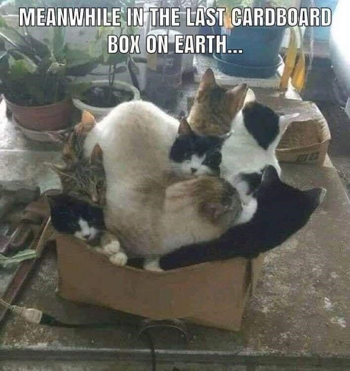 cat-meanwhile-last-cardboard-box-on-earth.jpg