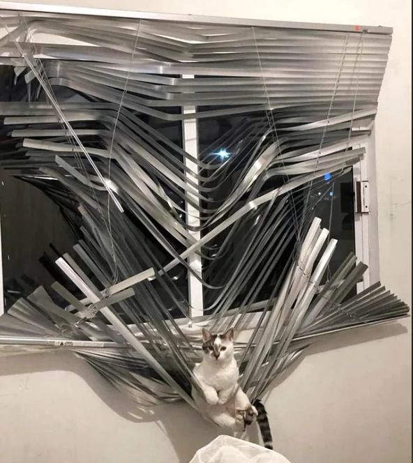 catartist.jpg