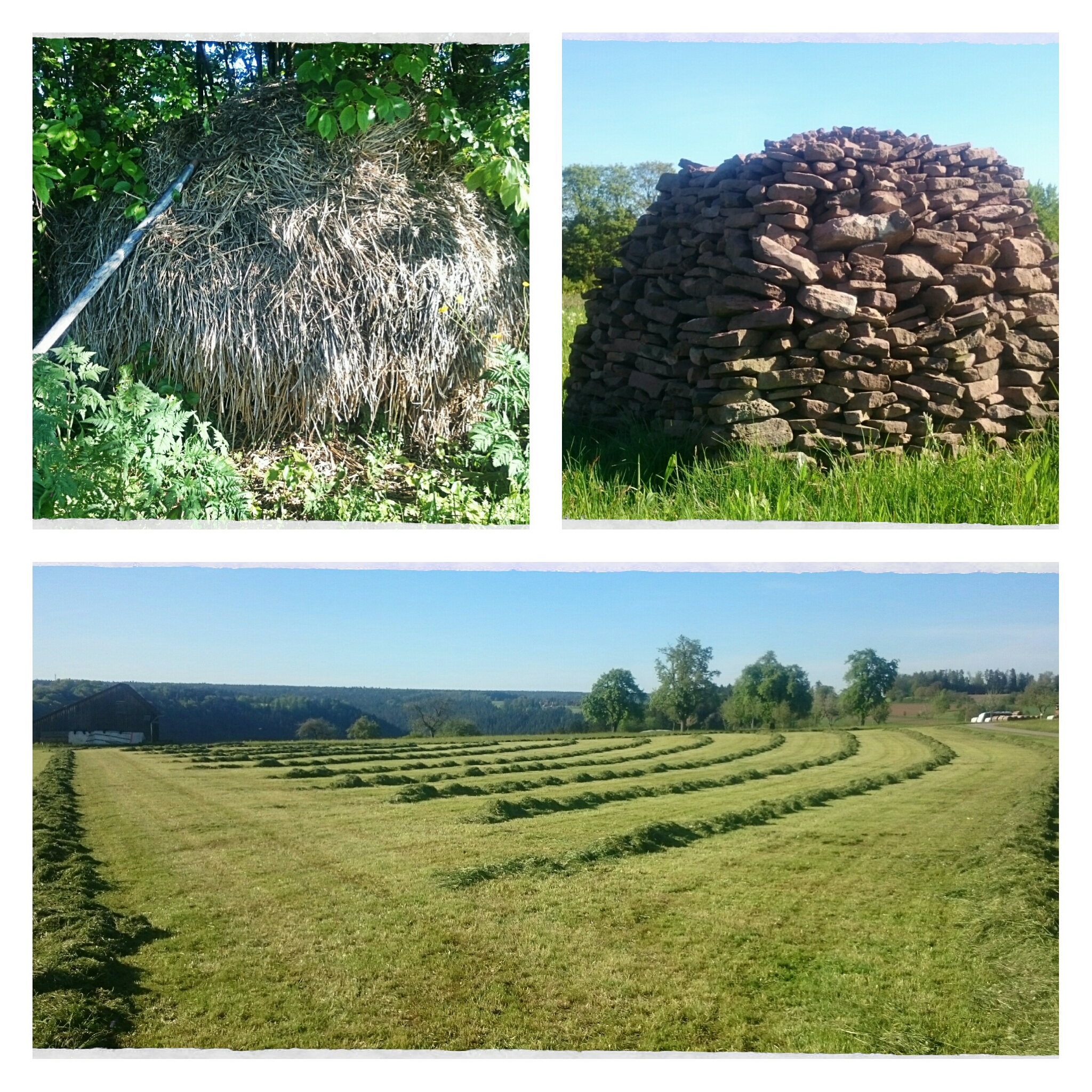 collage_20170517093732779.jpg
