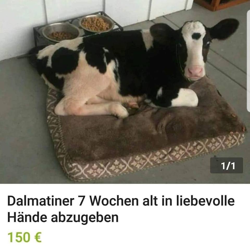 dalmatiner.jpg